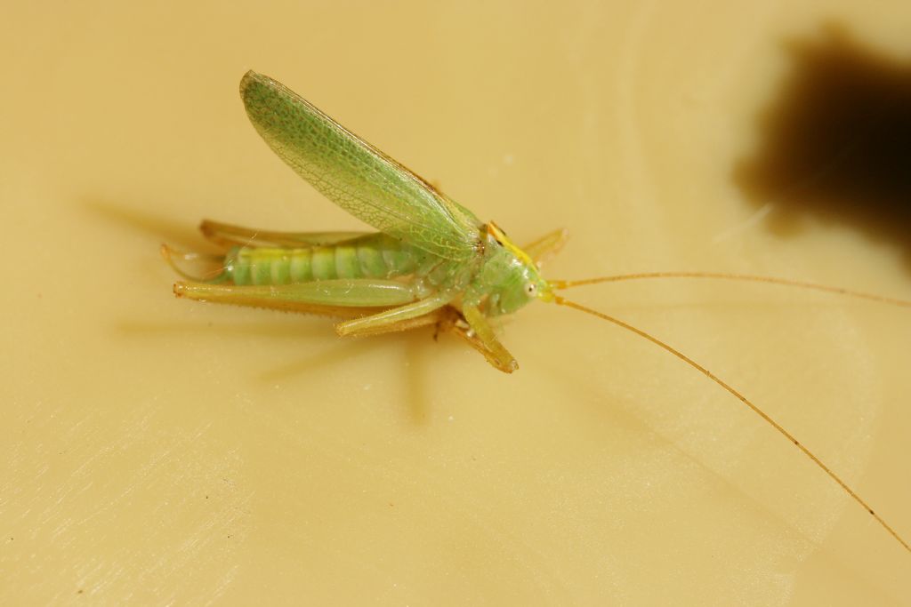 Piccolo ortottero di casa mia: Meconema thalassinum (Meconematidae)